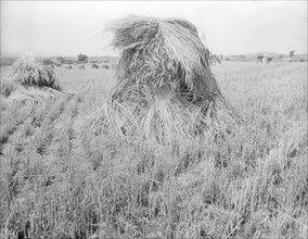 Wheat in Sperryville, Virginia, 1936. Creator: Dorothea Lange.