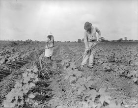 Hoeing - Alabama negro tenant farmer and part of his family, Eutaw, Alabama, 1936. Creator: Dorothea Lange.