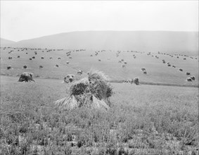 Virginia wheat, Vicinity of Sperryville, 1936. Creator: Dorothea Lange.