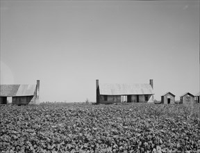 Dog run cabins of the Mississippi Delta, 1937. Creator: Dorothea Lange.