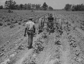 Tractor operator on the Aldridge Plantation near Leland Mississippi, 1937. Creator: Dorothea Lange.