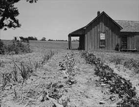 House of ex-tenant farmer now on reliefEllis County, Texas, 1937. Creator: Dorothea Lange.
