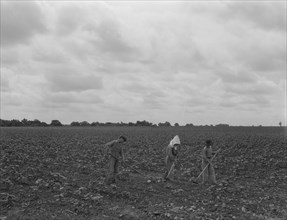 Day laborers hoeing cottonn, near Corsicana, Texas, 1937. Creator: Dorothea Lange.