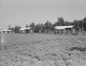 Cabins at the Delta cooperative farm, Hillhouse, Mississippi, 1937. Creator: Dorothea Lange.