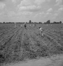 Hoers, Aldridge Plantation, 1937. Creator: Dorothea Lange.
