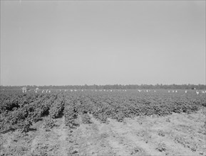 Cotton hoers on the Aldridge Plantation near Leland, Mississippi, 1937. Creator: Dorothea Lange.