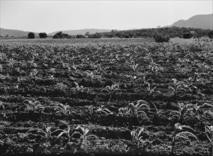 Field of young corn near Mescalero Apache Reservation, New Mexico, 1938. Creator: Dorothea Lange.