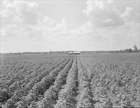 Delta plantation landscape south of Wilson, Arkansas, 1938. Creator: Dorothea Lange.