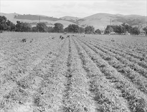 Near Tracy, California - Gang of Filipinos in pea field, 1938. Creator: Dorothea Lange.