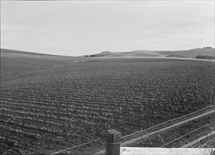 Large-scale pea fields, near San Juan Bautista, California , 1939. Creator: Dorothea Lange.