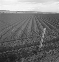 Large-scale pea fields, near San Juan Bautista, California, 1939. Creator: Dorothea Lange.