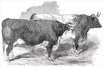 Class 2. No. 33 - Earl Hardwicke's Ox..., 1850. Creator: Smyth.