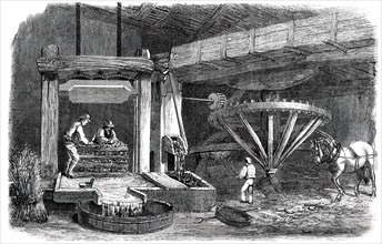Cider-Making in Devonshire - Pound-House - the Mill and Press - Piling "The Mock", 1850. Creator: Unknown.