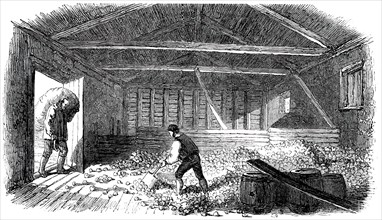 Cider-Making in Devonshire - Laying the Fruit, 1850. Creator: Unknown.