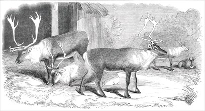 Herd of Rein-Deer, in the Gardens of the Zoological Society, Regent's Park, 1850. Creator: Unknown.