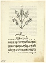 Esula Minor from Herbarium, Plate 46 from Woodcuts from Books of the 15th Century...1929. Creators: Unknown, Leonardus Achates, Arnaldus de Villa Nova, Wilhelm Ludwig Schreiber.