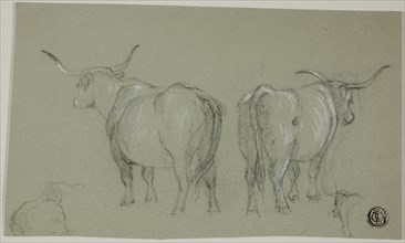 Sketches of White Cattle from the Maremma, n.d. Creator: Unknown.