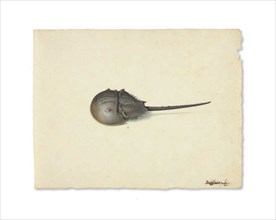 A Horseshoe Crab, n.d. Creator: Pieter Holsteyn the Younger.
