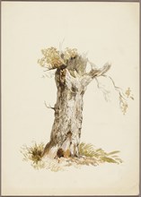 Tree Trunk I, n.d. Creators: Unknown, William Callow.