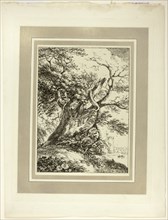 Old Tree, from the first issue of Specimens of Polyautography, 1801, published 1803. Creator: Thomas Hearne.
