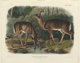 Cervus Virginianus, 1848. Creator: John Woodhouse Audubon.