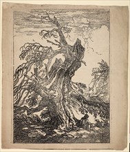 Study of a Tree, 1802. Creator: Raphael Lamar West.