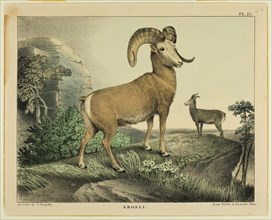 Argali, c.1830. Creator: Thomas Doughty.