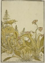 Spring Flowers: Violets and Dandelions, from the book "Mirror of Beautiful Women of the..., 1776. Creator: Shunsho.