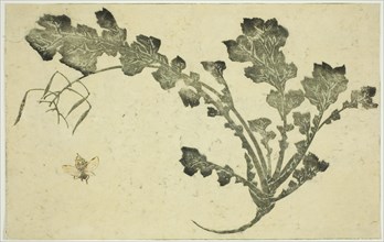 Wasp and turnip stalk, from "The Picture Book of Realistic Paintings of Hokusai..., Japan, c. 1814. Creator: Hokusai.