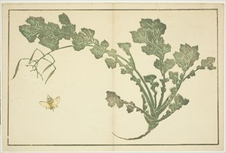 Wasp and turnip stalk, from "The Picture Book of Realistic Paintings of Hokusai...", Japan, c. 1814. Creator: Hokusai.