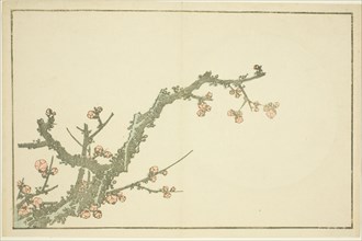 Blooming Plum Tree, from The Picture Book of Realistic Paintings of Hokusai..., Japan, c. 1814. Creator: Hokusai.