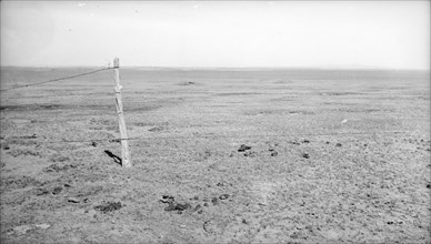 Stand of vega grass eaten off close, New Mexico, 1935. Creator: Dorothea Lange.