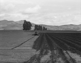 Sugar beet field showing tractor with plowshare attached and Mexican operator, California, 1936. Creator: Dorothea Lange.