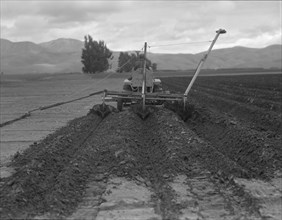 Sugar beet field freshly plowed by tractor with plowshare...Mexican operator, CA, 1936. Creator: Dorothea Lange.