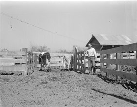 Self-help cooperative dairy, near Santa Ana, California, 1936. Creator: Dorothea Lange.