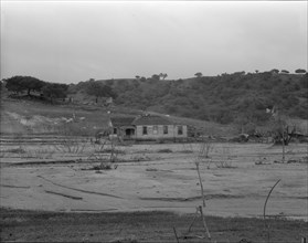 Soil erosion at Arroyo Grande, California, 1936. Creator: Dorothea Lange.