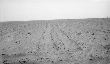 An example of how listing soil into furrows helps impede erosion, Mills, New Mexico, 1935. Creator: Dorothea Lange.