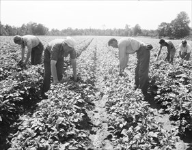 Potato field, Hightstown, New Jersey, 1936. Creator: Dorothea Lange.