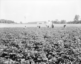 Men working in the potato field, Hightstown, New Jersey, 1936. Creator: Dorothea Lange.