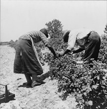 Berry pickers, Southern New Jersey, 1936. Creator: Dorothea Lange.
