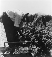 Migrants from Delaware picking berries in southern New Jersey, 1936. Creator: Dorothea Lange.