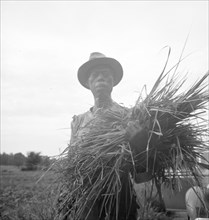 Old time Negro living on cotton patch near Vicksburg, Mississippi, 1936. Creator: Dorothea Lange.