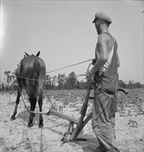 White tenant farmer works on shares, North Carolina, 1936. Creator: Dorothea Lange.