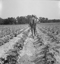 White tenant farmer works on shares, North Carolina, 1936. Creator: Dorothea Lange.