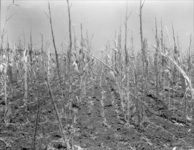 Corn, drought-stricken and eaten off by grasshoppers, Near Russelville, Arkansas, 1936. Creator: Dorothea Lange.