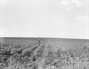 Hoeing cotton, South Texas, 1936. Creator: Dorothea Lange.