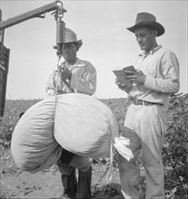 Cotton weighing near Robstown, Texas, 1936. Creator: Dorothea Lange.