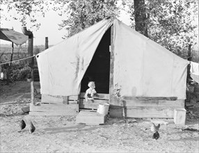 Migratory orange picker's camp, Exeter, California, 1936. Creator: Dorothea Lange.