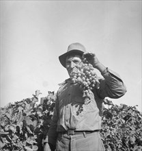 Grapes grown in Kern County, California, 1936. Creator: Dorothea Lange.