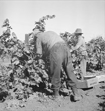 Harvesting grapes near La Monte [i.e. Lamont], Kern County, California, 1936. Creator: Dorothea Lange.